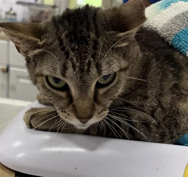 A young medium-sized female Domestic Short Hair cat named Speedy for adoption in Upper Marlboro, MD