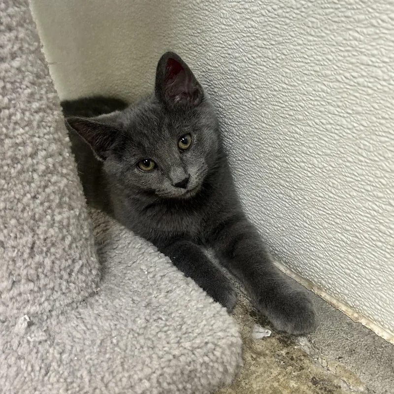 A baby medium-sized male Gray / Blue / Silver Domestic Short Hair cat named Nigel for adoption in Wilmington, OH