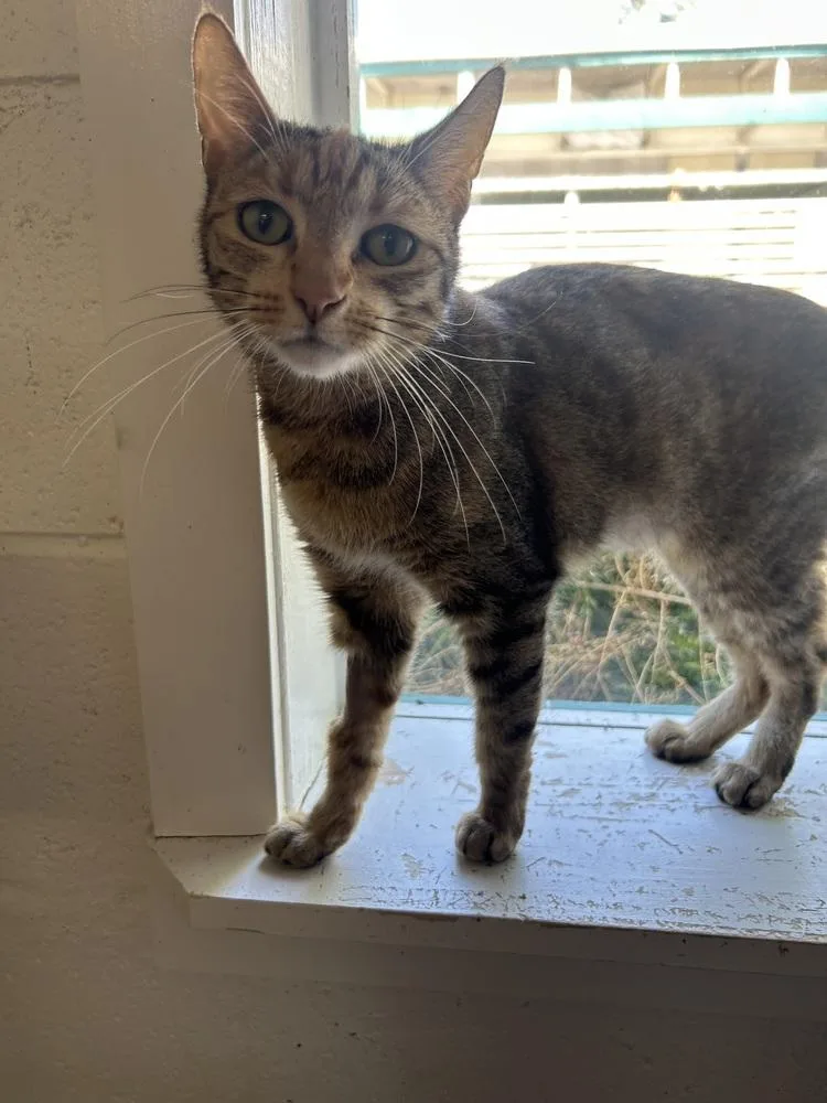 An adult medium-sized female Domestic Short Hair cat named Persephone for adoption in Ontario, CA
