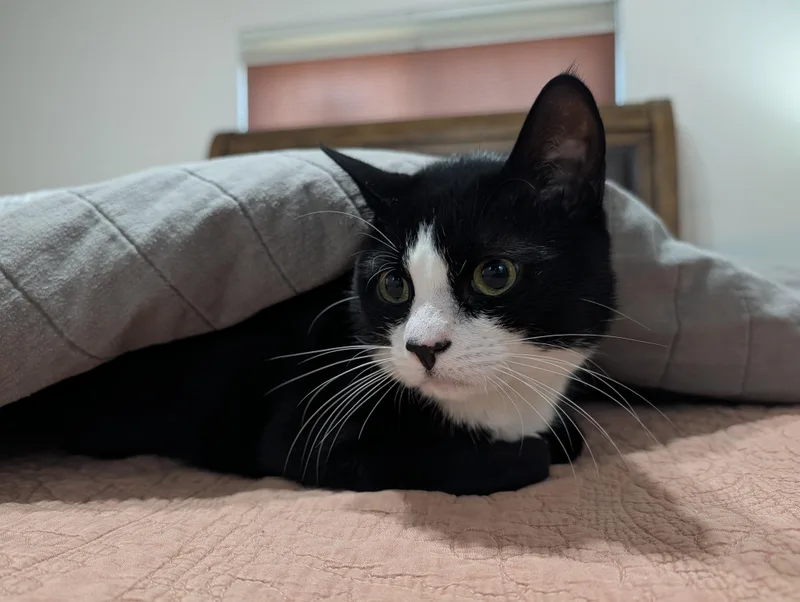 Salem