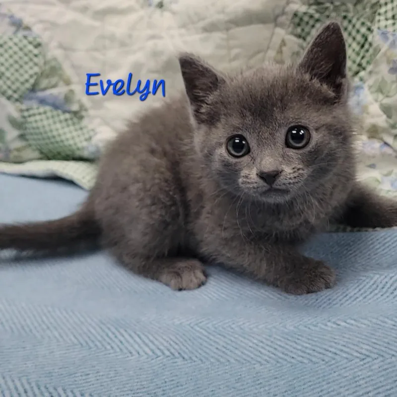 A baby small-sized female Gray / Blue / Silver Domestic Short Hair cat named Evelyn for adoption in Parkersburg, WV