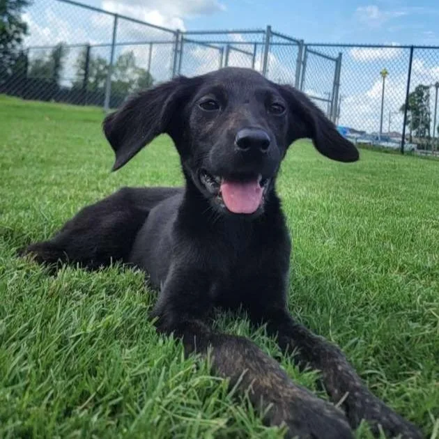 Echo