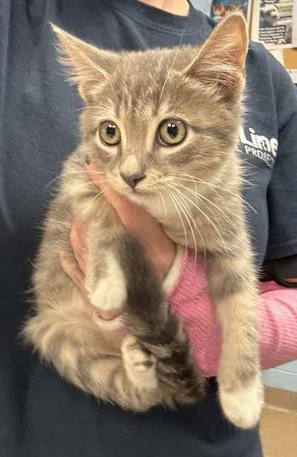 A baby small-sized male Domestic Short Hair cat named Sherlock for adoption in Chamblee, GA