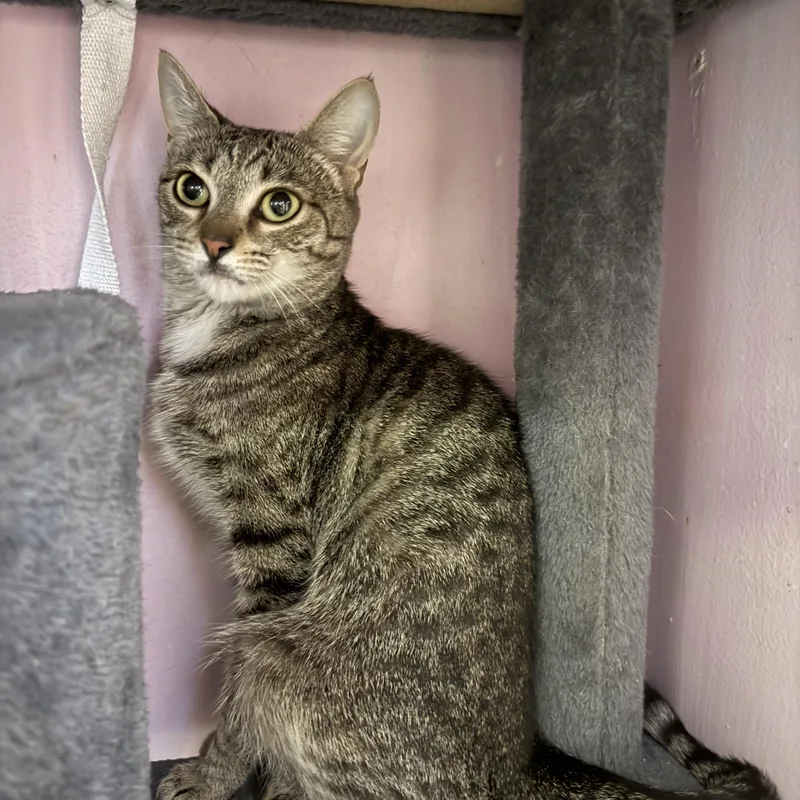An adult medium-sized female Tabby (Brown / Chocolate) Domestic Short Hair cat named Toga for adoption in Freeport, NY