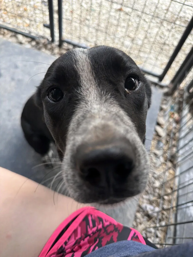 A young medium-sized female Pointer dog named Meila for adoption in New Martinsville, WV