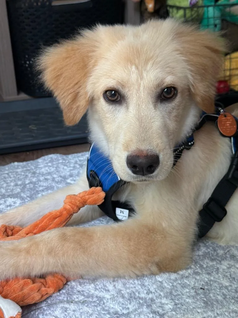 A baby medium-sized male Golden Retriever dog named Morgan for adoption in Savage, MN