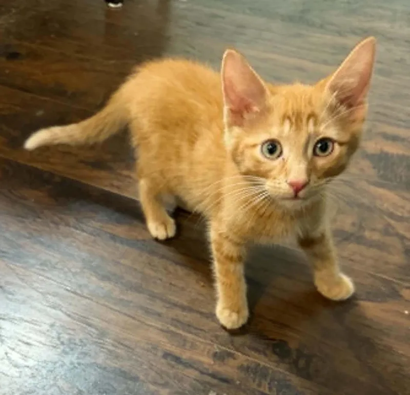 A baby medium-sized male Orange / Red Domestic Long Hair cat named Thor for adoption in Overland Park, KS