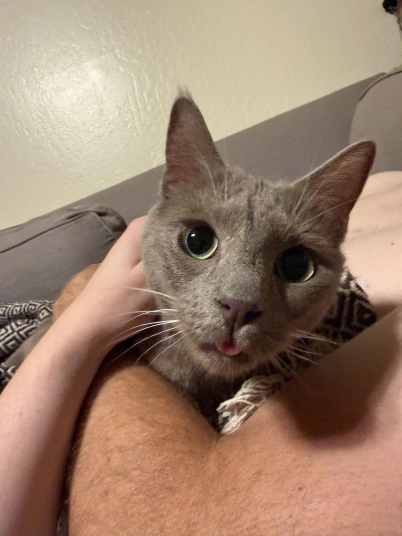 A young medium-sized male Domestic Short Hair cat named Wicket Napa for adoption in Napa, CA