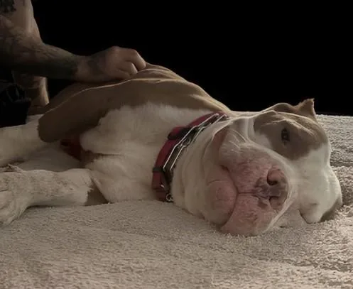 Brock Gdp thumbnail 2