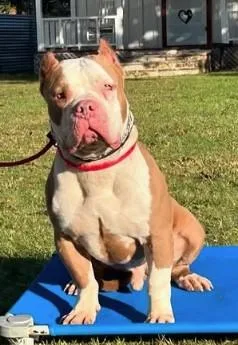 Brock Gdp thumbnail 3