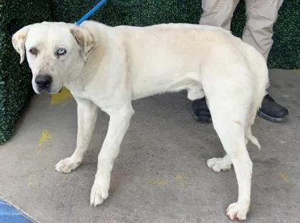 A baby large-sized male White / Cream Labrador Retriever dog named Arden for adoption in El Paso, TX