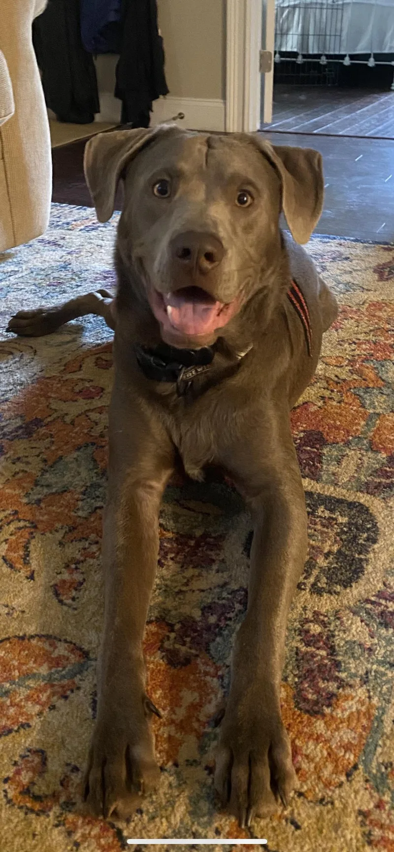 Ozzy Oak thumbnail 2