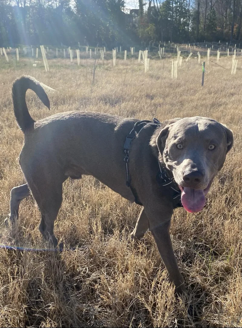 Ozzy Oak thumbnail 3