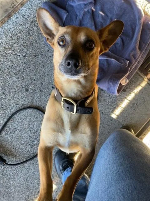 An adult small-sized male Chihuahua dog named Flareon for adoption in Woodland, CA
