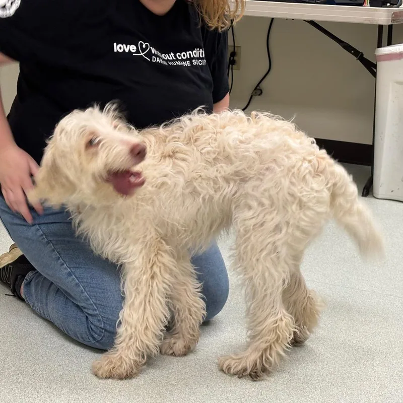 A young small-sized female White / Cream Poodle dog named Sadie for adoption in Springfield, MA