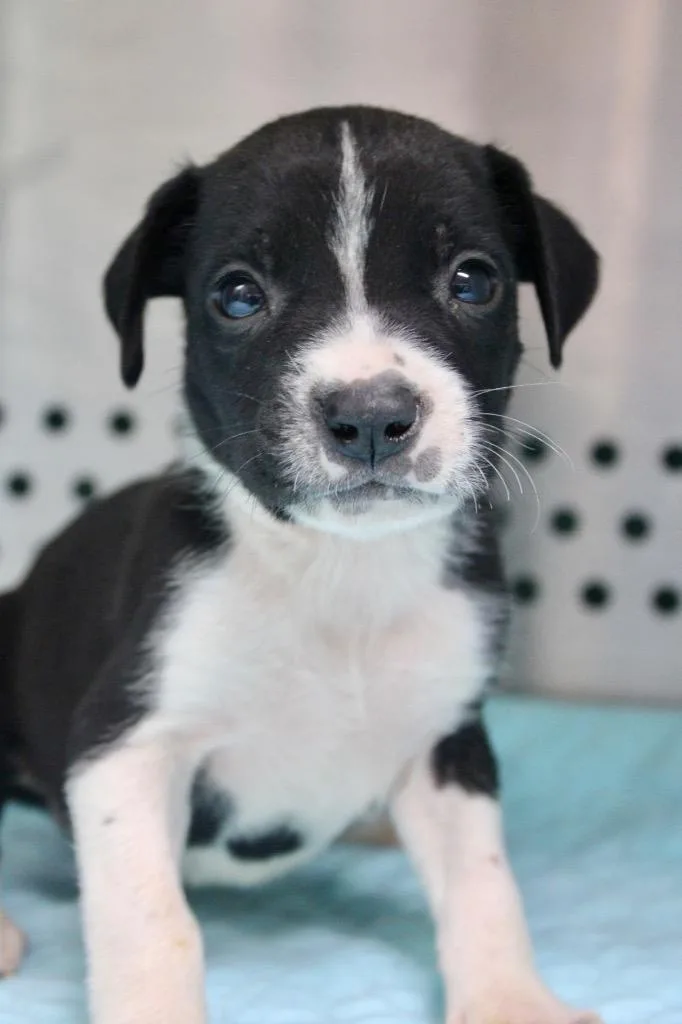 A baby medium-sized male Mixed Breed dog named Baloo for adoption in Morgantown, KY