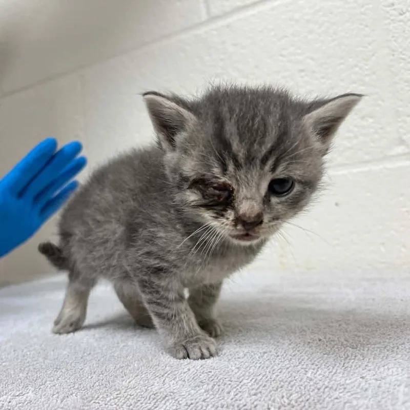 A baby small-sized male Gray / Blue / Silver Domestic Short Hair cat named Svasstray for adoption in Lyndhurst, VA