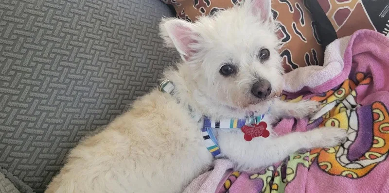 An adult small-sized female Terrier dog named Florence for adoption in San Diego, CA