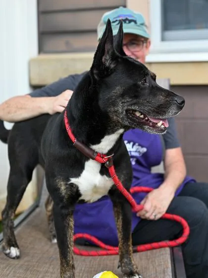 An adult large-sized female Mixed Breed dog named Dombra for adoption in Chamblee, GA