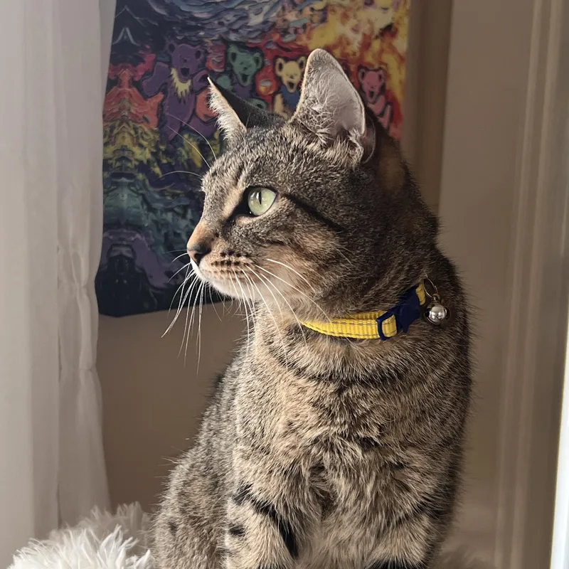 An adult medium-sized female Tabby (Brown / Chocolate) Domestic Short Hair cat named Adele for adoption in East Greenwich, RI