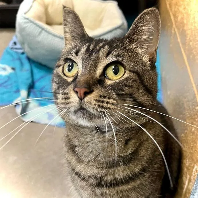An adult large-sized female Brown / Chocolate Domestic Short Hair cat named Mystery for adoption in Owosso, MI
