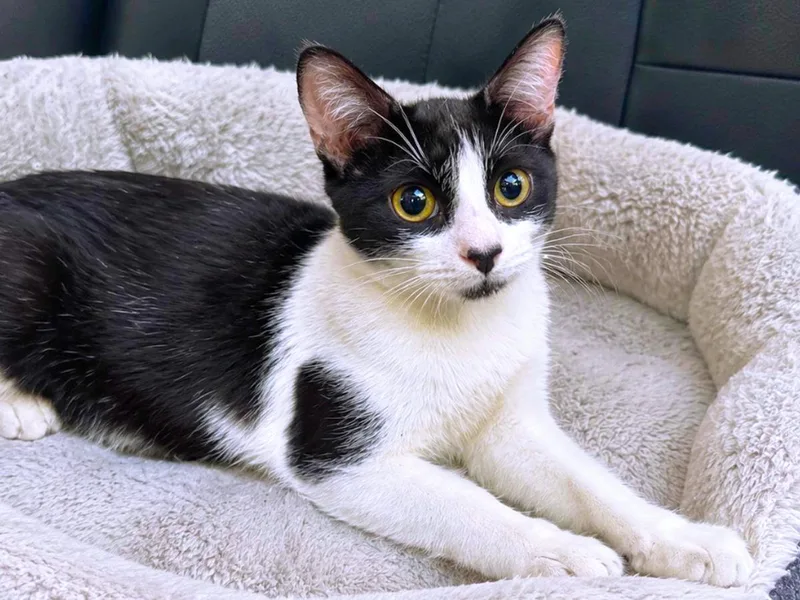 A young small-sized female Black Domestic Short Hair cat named Candy for adoption in Great Neck, NY