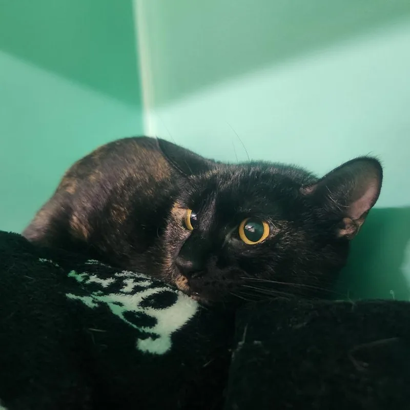 An adult medium-sized female Black Domestic Short Hair cat named Fiddlehead Fern for adoption in Pullman, WA