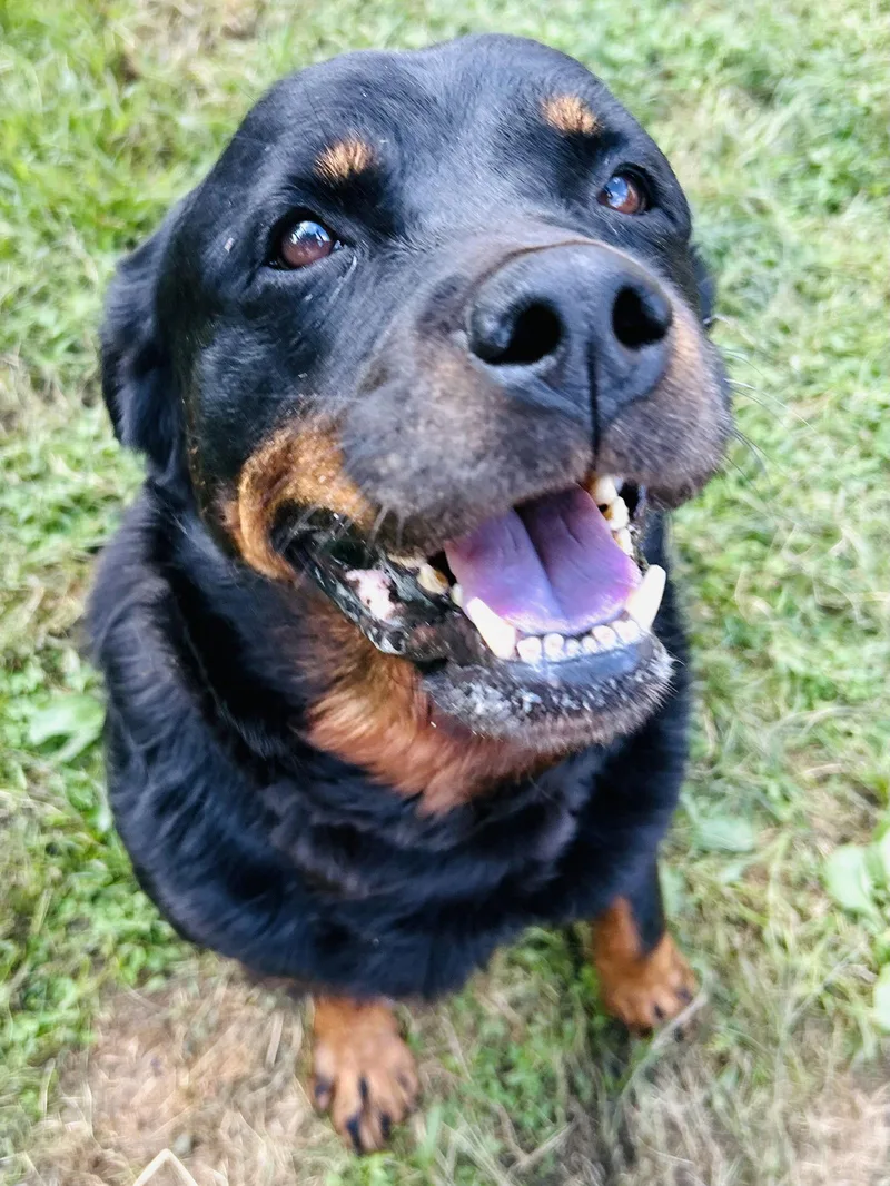 An adult extra large-sized female Rottweiler dog named Sierra for adoption in Elizabethtown, PA