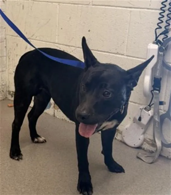 A young small-sized female Pit Bull Terrier dog named Penelope for adoption in San Bernardino, CA