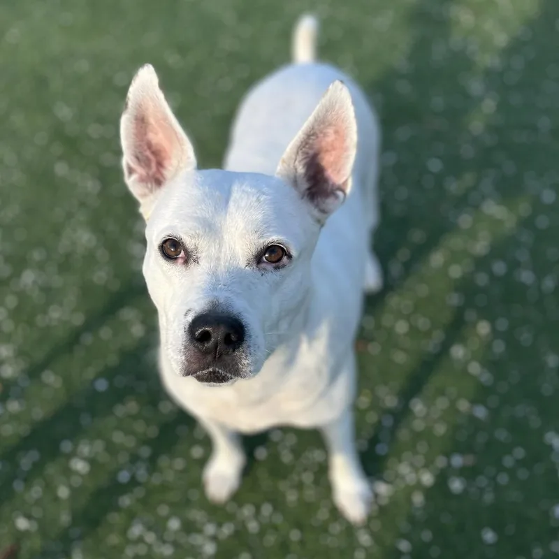 Juniper Aka Whitey thumbnail 3