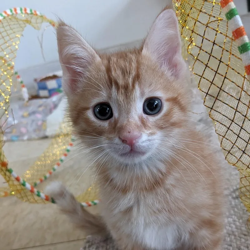 A baby small-sized male Orange / Red Domestic Short Hair cat named Marco Pl for adoption in Union, MO