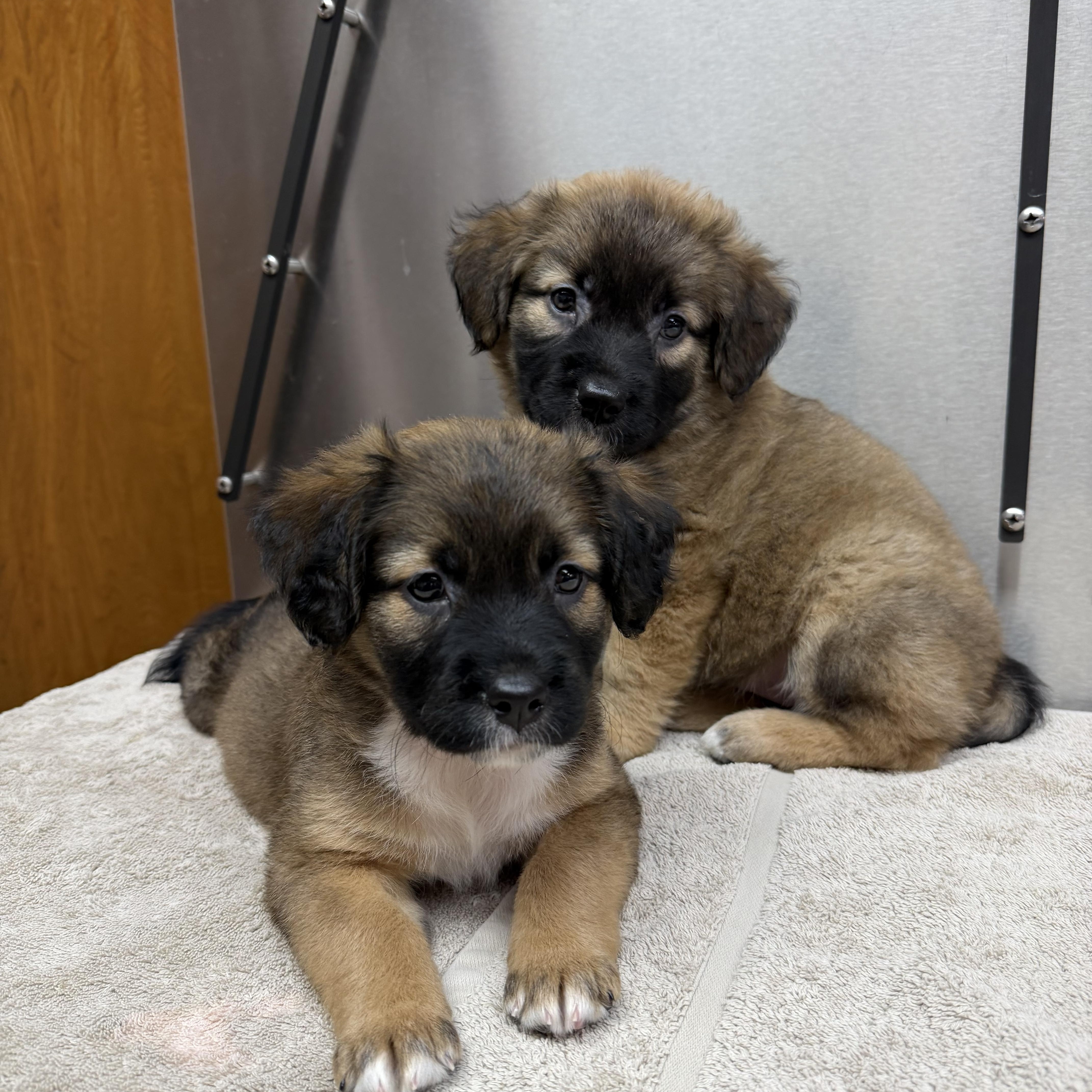 A baby medium-sized female Black German Shepherd Dog dog named Chilly for adoption in Tomball, TX