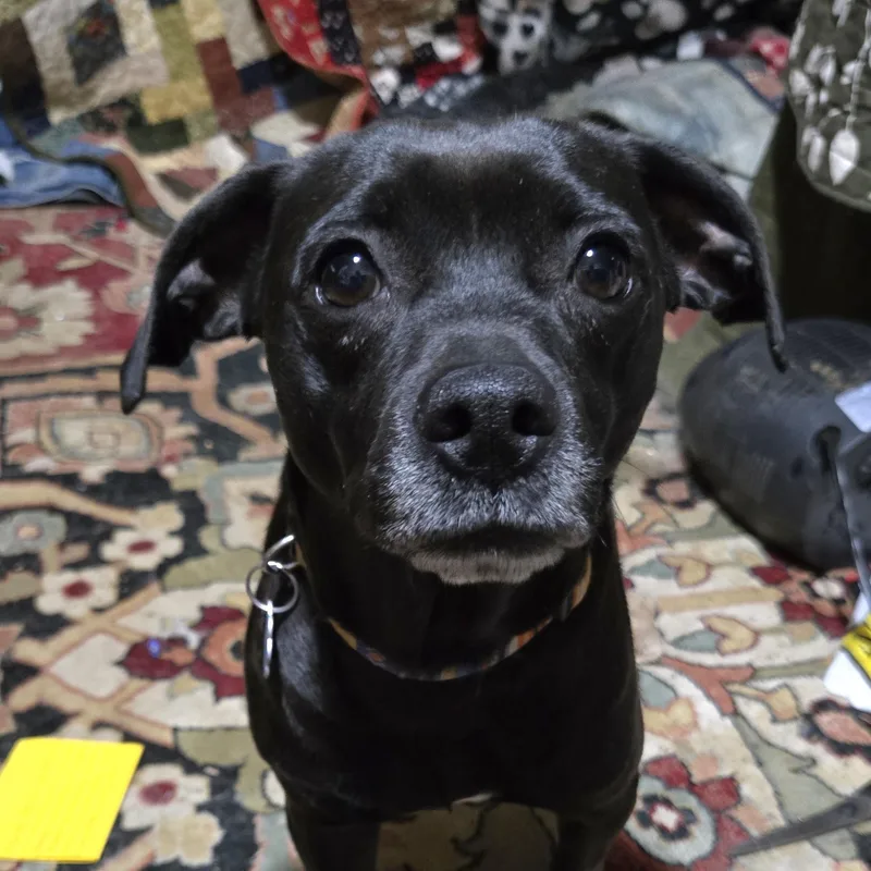 An adult medium-sized female Black Labradoodle dog named Bella for adoption in Friendship, NY