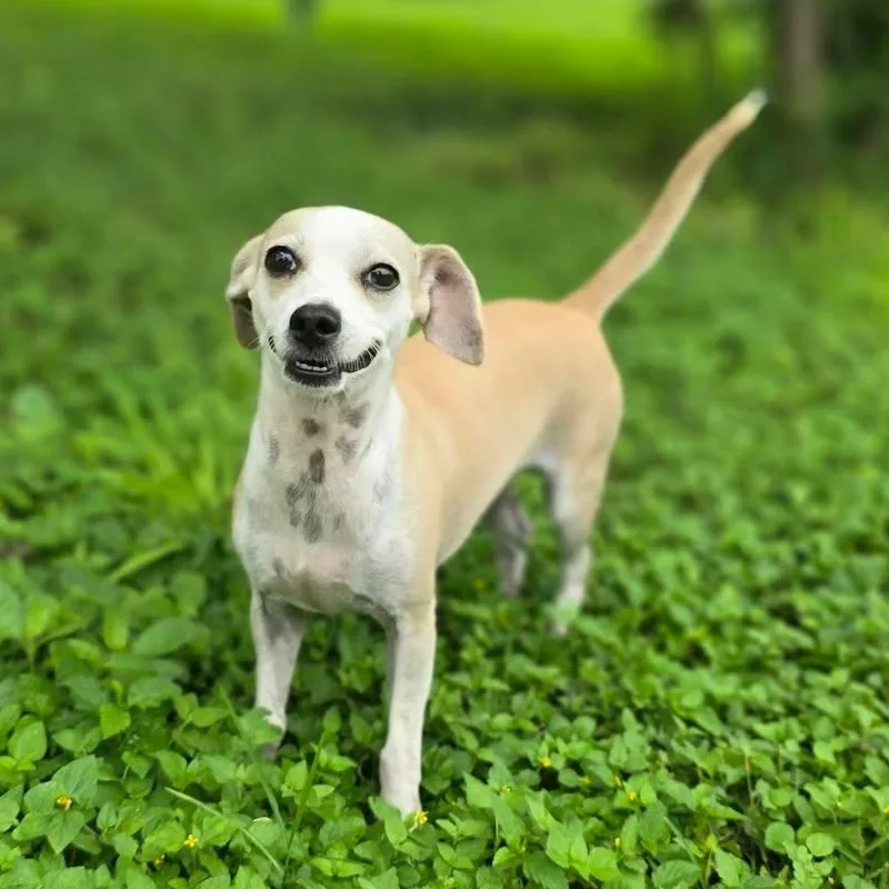 A young small-sized female Chihuahua dog named Gwen for adoption in Boise, ID