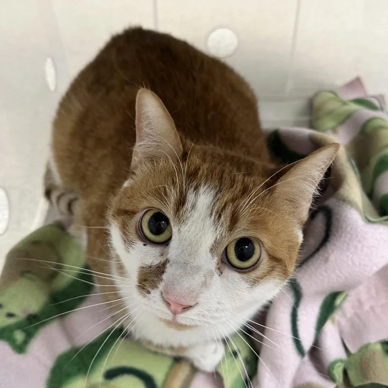 An adult medium-sized female Orange / Red Domestic Short Hair cat named Lola for adoption in Evansville, IN