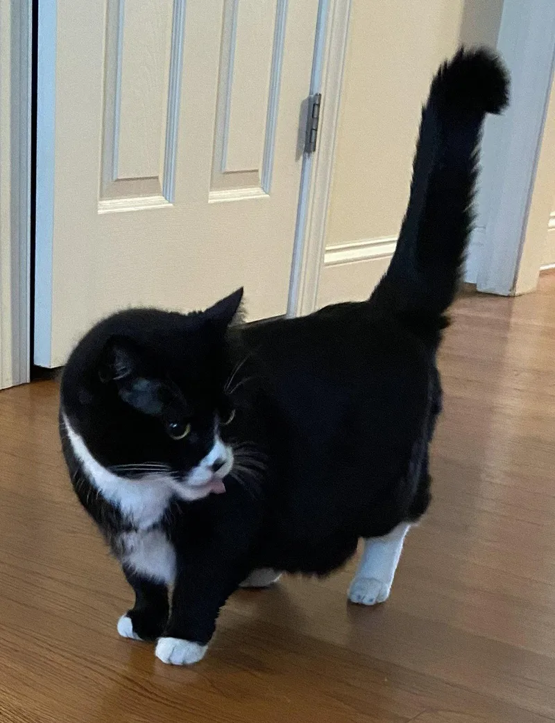 A senior medium-sized female Domestic Medium Hair cat named Mindy for adoption in Pittsboro, NC