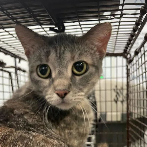 A young small-sized female Domestic Short Hair cat named Delores for adoption in Des Moines, IA