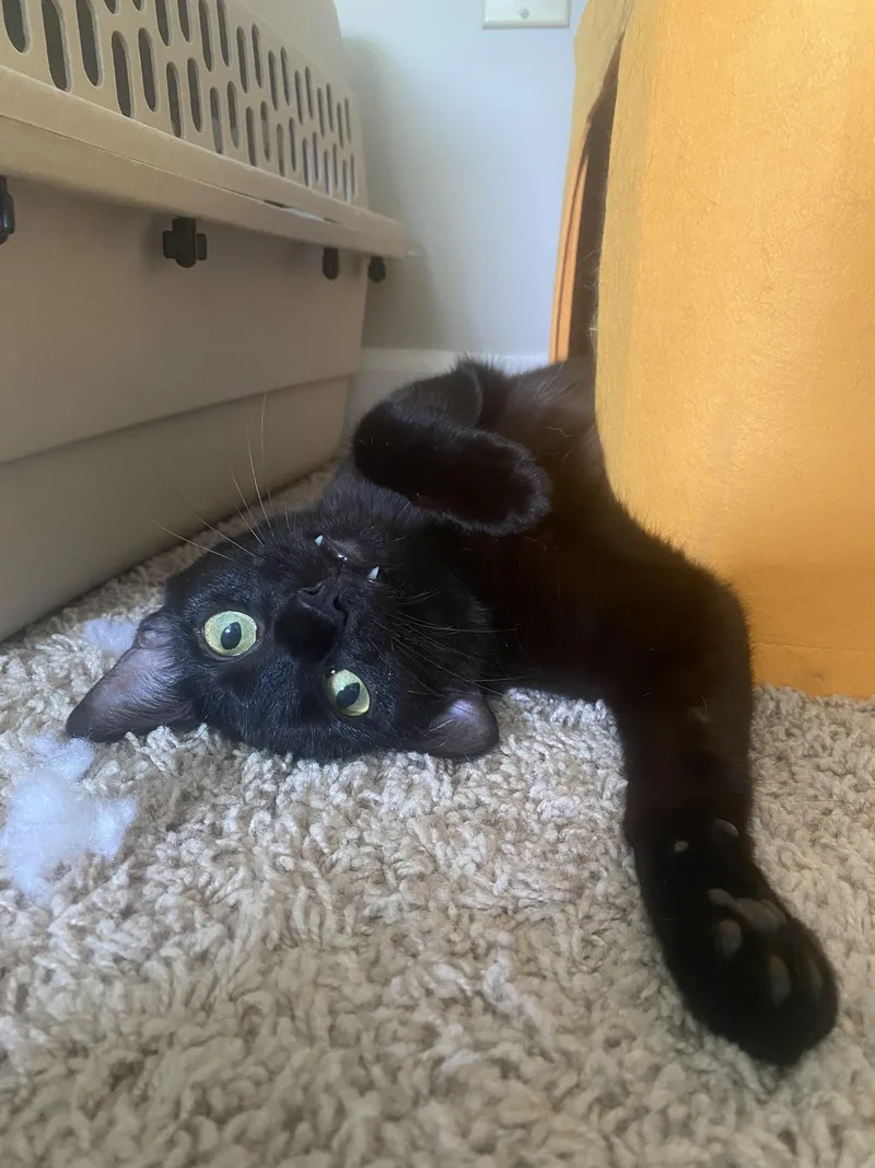 A young medium-sized female Black Domestic Short Hair cat named Arianna for adoption in Ellicott City, MD