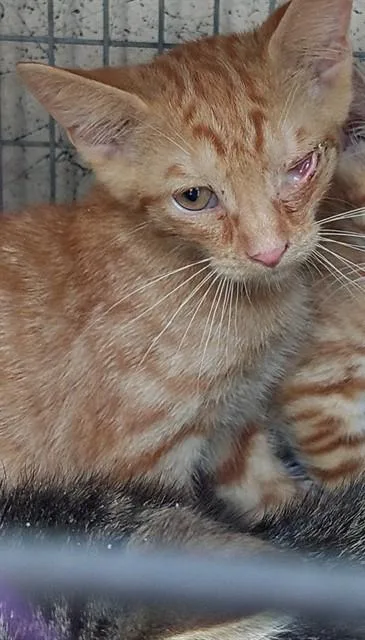 A baby small-sized male Domestic Short Hair cat named Reef for adoption in Fort Lauderdale, FL