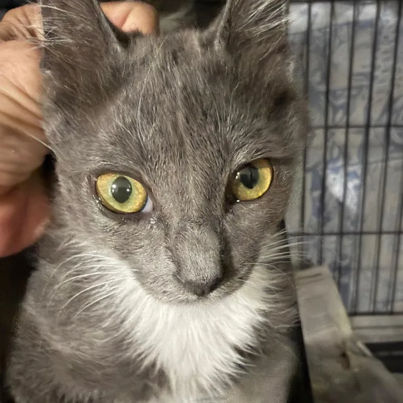 A baby small-sized male Gray / Blue / Silver Domestic Short Hair cat named Georgetown for adoption in Waldorf, MD
