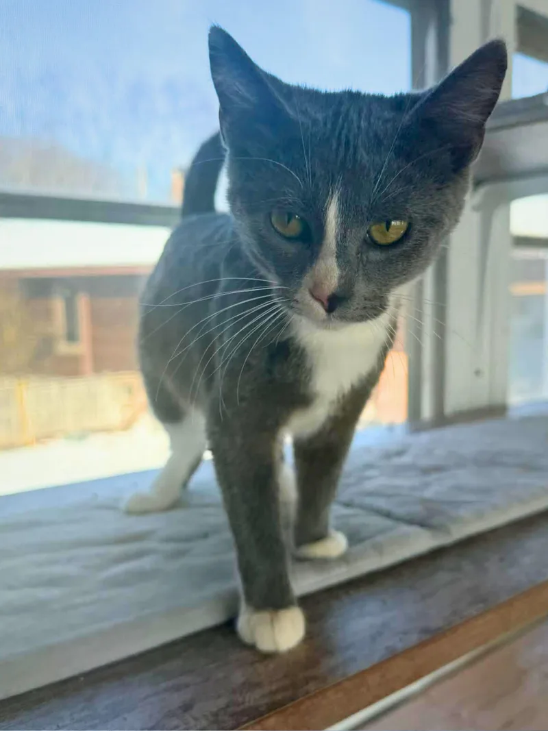 Roxie | Young | thumbnail 2