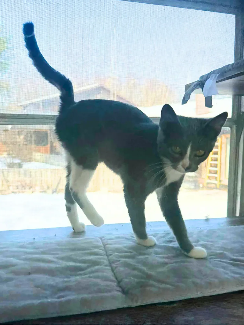 Roxie | Young | thumbnail 3