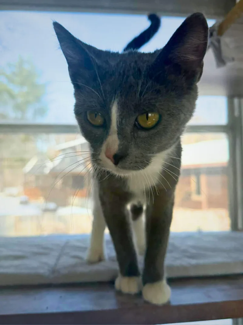 Roxie | Young | thumbnail 4