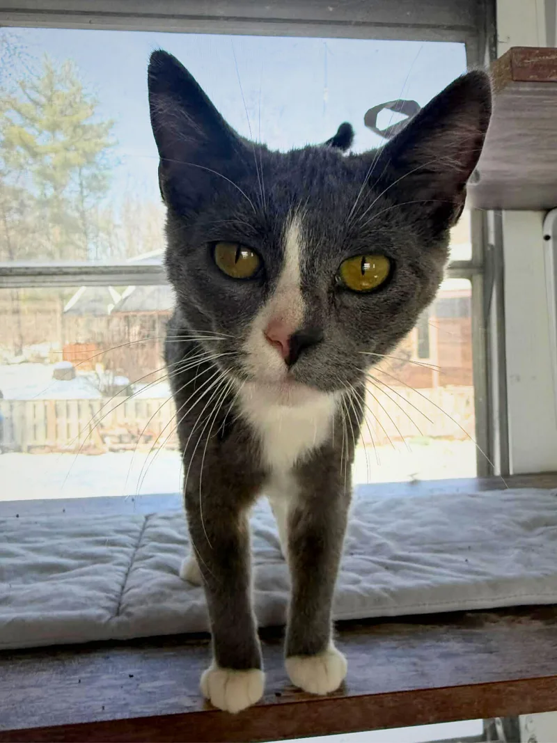 Roxie | Young | thumbnail 5