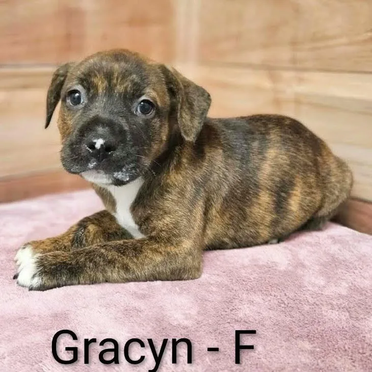 A baby medium-sized female Brindle Pit Bull Terrier dog named Gracyn for adoption in Griswold, CT