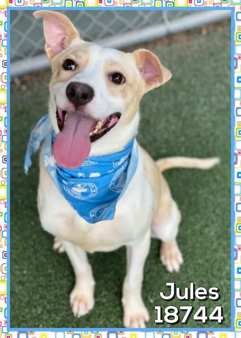 A young medium-sized male Apricot / Beige Labrador Retriever dog named Jules for adoption in Marietta, GA