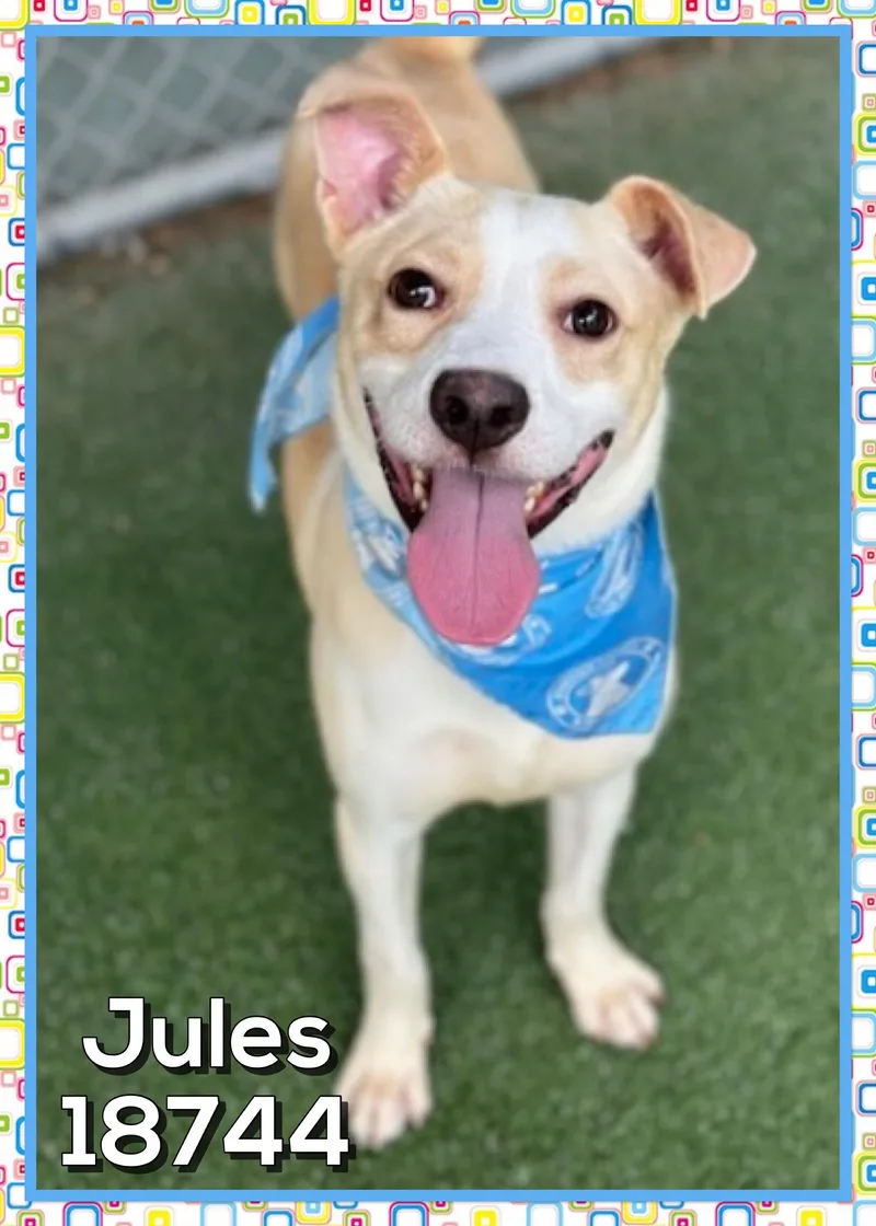 Jules thumbnail 2