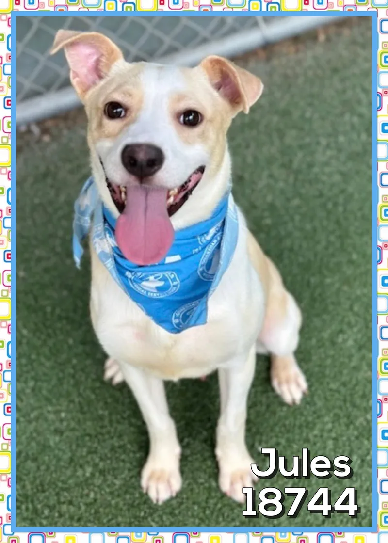 Jules thumbnail 3