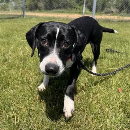 A young medium-sized female Mixed Breed dog named Mable for adoption in Janesville, WI