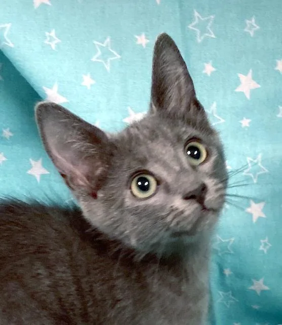 A baby medium-sized male Gray / Blue / Silver Domestic Short Hair cat named Echo for adoption in Lake Monroe, FL